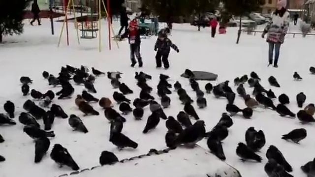 Малыши гоняют голубей смотреть онлайн