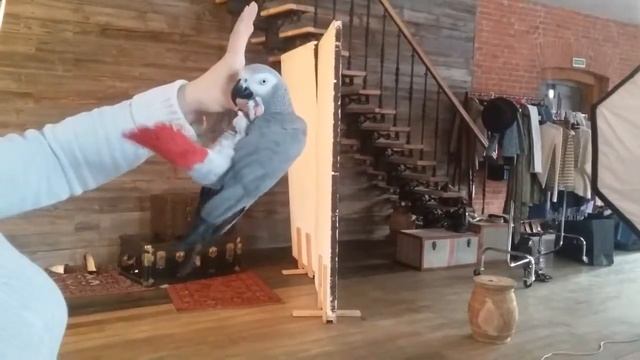 Попугай Жако Москва, 8(965)380-13-11 смотреть онлайн