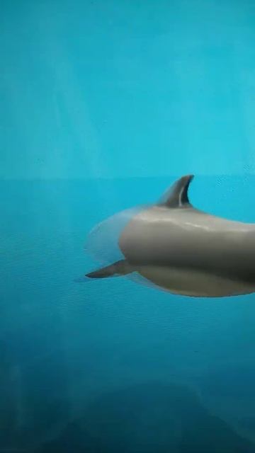 Танцы отжиманцы! в Вайлд крафт смотреть онлайн