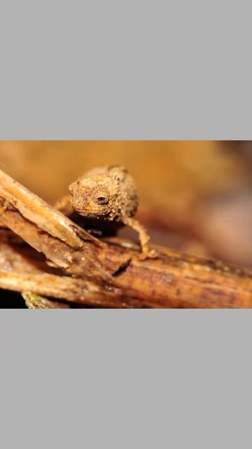 Самый большой хамелеон в мире?! 😯 смотреть онлайн