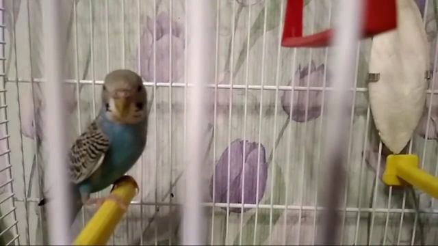 У меня появился попугай смотреть онлайн