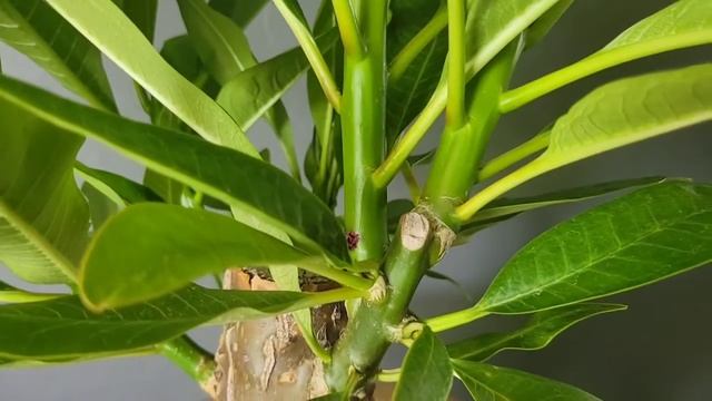 Plumeria Bonsai Pruning