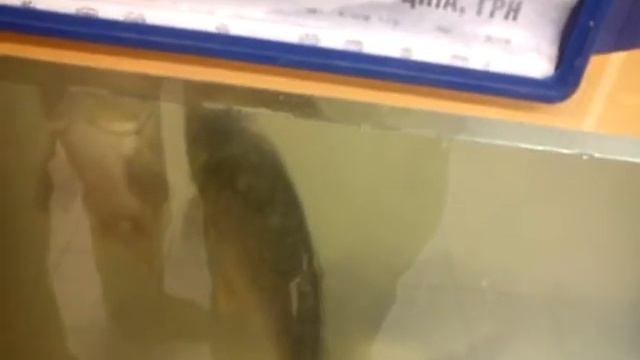 Братва Скорого в неволе смотреть онлайн