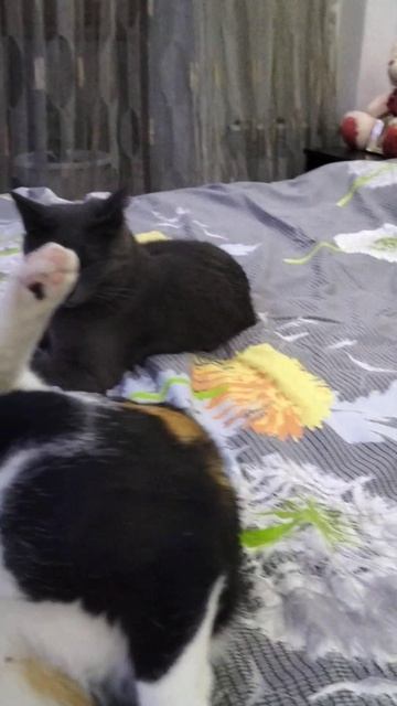 кошка умывается #кошки #собаки смотреть онлайн