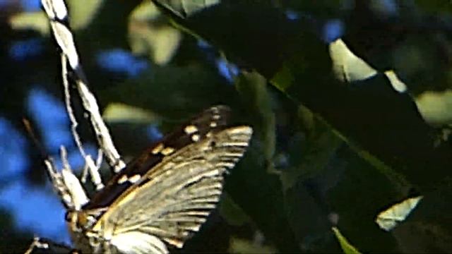 フルHDでムビる00884 オオムラサキ♂ - butterfly oomurasaki смотреть онлайн