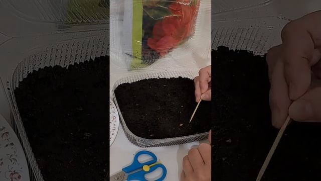 Сеем ПЕТУНИЮ на рассаду 🌸 смотреть онлайн