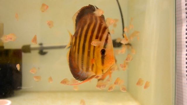 Brown Discus. Дискусы с мальком. Дискус Киев смотреть онлайн