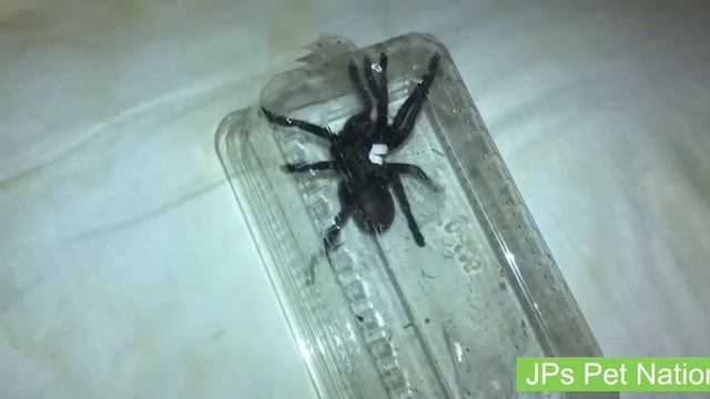 new venomous pets plus old world tarantula escapee ! смотреть онлайн