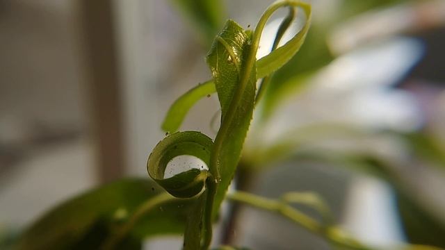 사막이리응애 смотреть онлайн