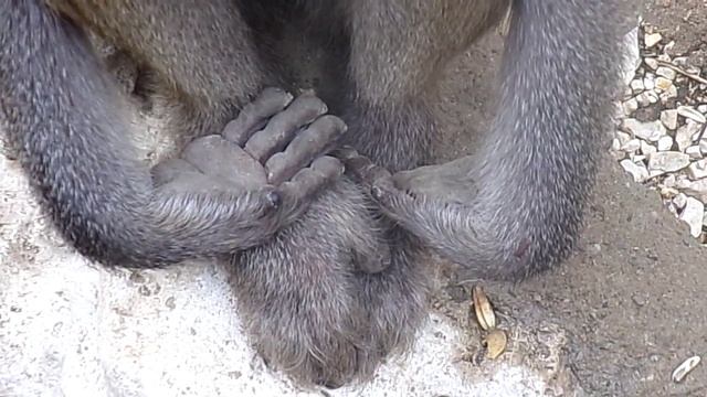 Maszat's little hands (Budapest Zoo, Hamadryas Baboon) смотреть онлайн