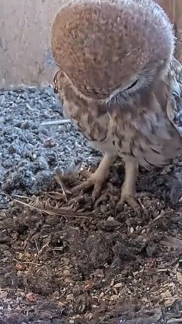 Short: little owl is cute смотреть онлайн