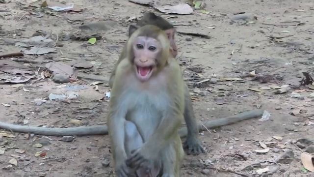 BABOON & JELLY FISH & MONKEY & KOALA (ANIMALS WORLD) - Coffin Dance X Baby Shark COVER смотреть онлайн