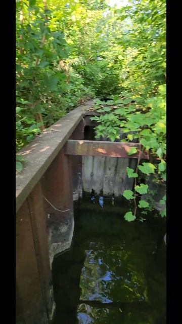 Cheap umbrella trap from walmart catches alot of fish! #subscribe #fishing #trap #baitfishing смотреть онлайн