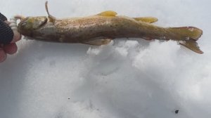 Ловля дикой форели по открытой воде  лесная река