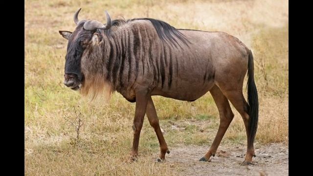 Wildebeest Sounds смотреть онлайн