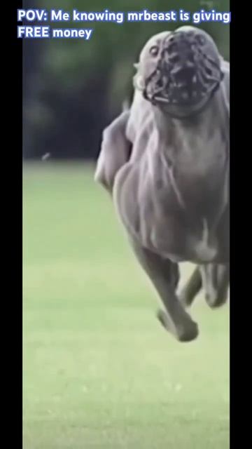 Jimmy #dog #memes #funny #comedy #animals смотреть онлайн