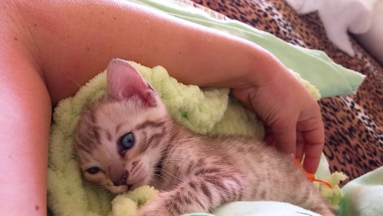 Наелся, играет