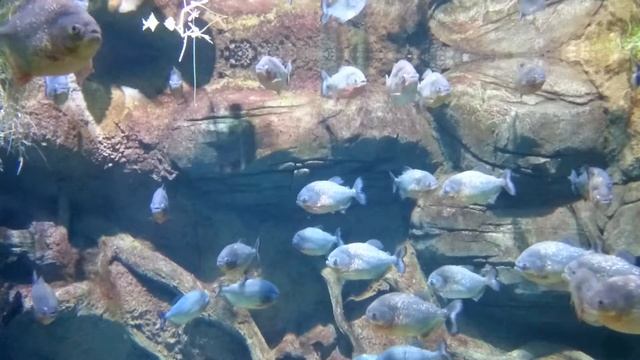 Пираньи смотреть онлайн