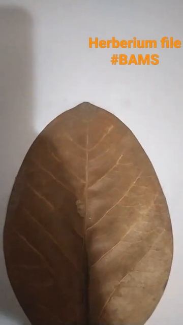 #bams shorts # herberium #plants.. смотреть онлайн