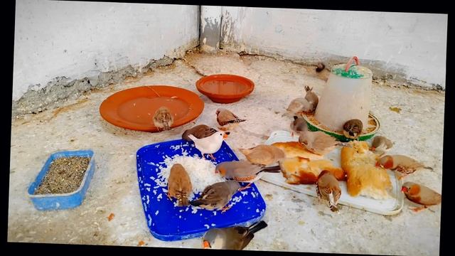 أخطاء شائعة في تربية طيور الزيبرا فينش(@4-G040 )#عصفور#الزيبرا смотреть онлайн