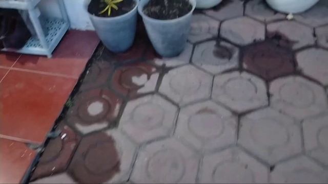 Jual tanaman hias Puring Vinola, Puring Sultan, Puring Washington, Puring Sunkist dll dijamin Valid смотреть онлайн