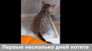Котенок ходит в туалет самостоятельно, первые дни