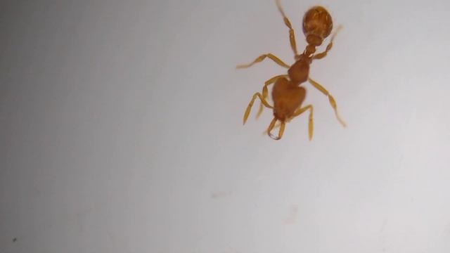 Strumigenys louisianae, formiga minúscula e extremamente linda смотреть онлайн