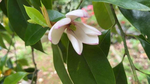 Gorwell Garden walk May 2024 part 2 смотреть онлайн