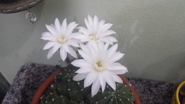 Lobivias Echinopsis subdenudata смотреть онлайн