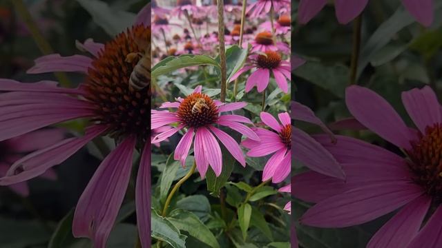 Echinacea Oasis смотреть онлайн