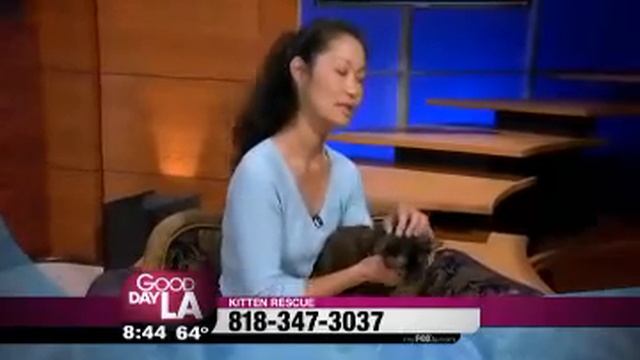Amanda the Tortie on Good Day LA смотреть онлайн