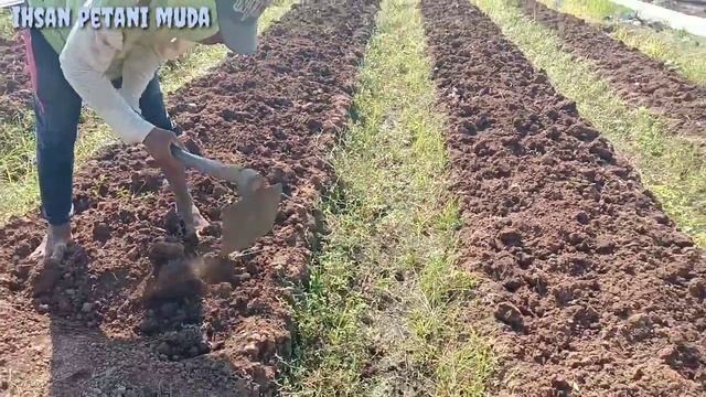 Proses Olah Lahan !!! Manfa'atkan Ajir Bekas Dan Plastik Mulsa Bekas