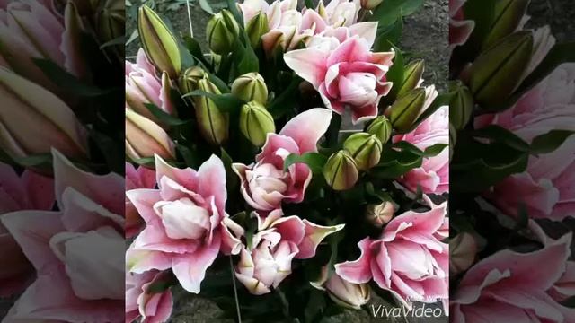 Roselily 玫瑰百合