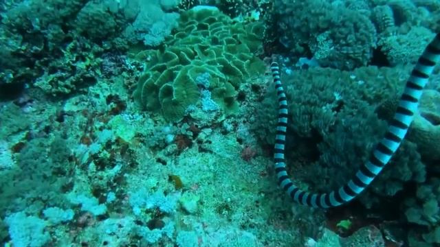 Yellow-lipped sea krait, snakes,venomous snakes смотреть онлайн