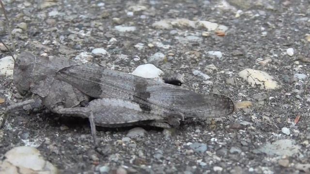 Blauflügelige Ödlandschrecke / Oedipoda caerulescens смотреть онлайн