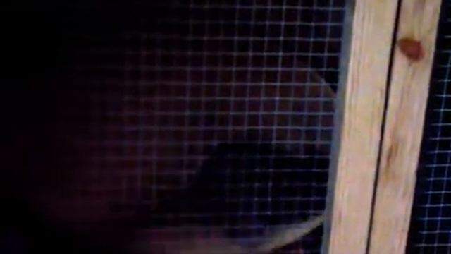 degu wooden running saucer смотреть онлайн