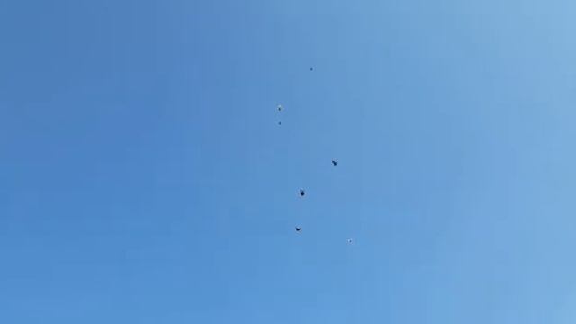 Кировоградские голуби.Молодеж.+38 067-705-12-19 смотреть онлайн
