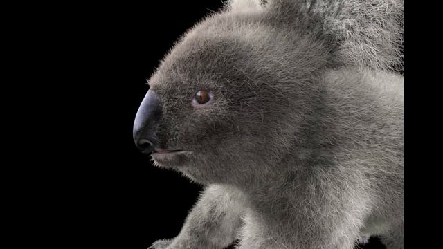 Koala animal 3d model смотреть онлайн