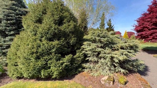 Spring Garden Tour part 2 | Beautiful Conifer Gardens pushing new growth #gardentour #garden #tree смотреть онлайн