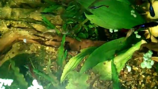 Танец гуппи