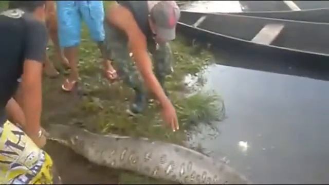 Ular Makan Buaya смотреть онлайн
