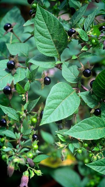 What happens when you eat deadly nightshade? смотреть онлайн