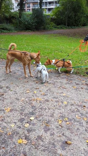 Агрессия у Басенджи бассенджи, тихая собака, агрессивит смотреть онлайн