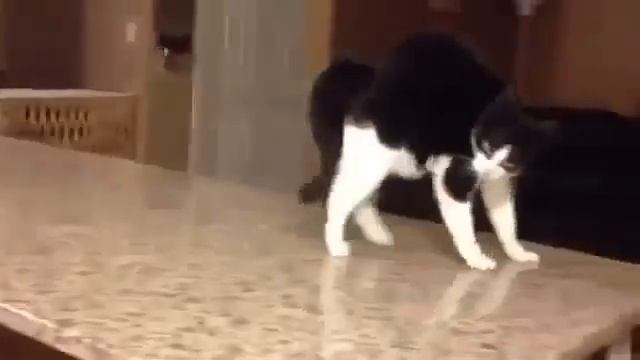 Кот пошел красиво, но упал смотреть онлайн