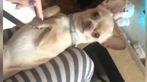 Чихуахуа приколы / чихуахуа злится /чихуахуа лает #чихуахуа