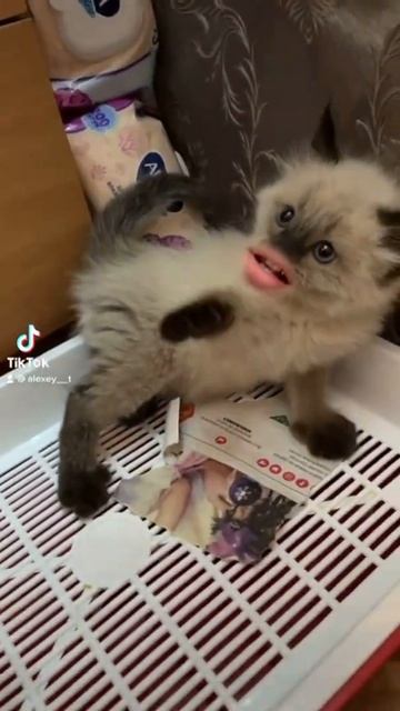 Котенок хочет в туалет 😻 смотреть онлайн