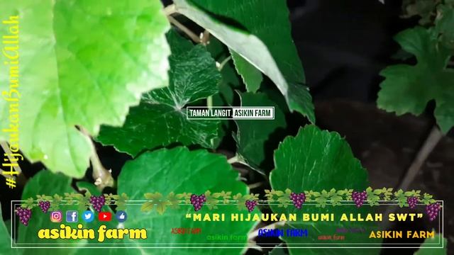 REVIEW PERTUMBUHAN ANGGUR IMPORT RUMBA PASCA TRIP || GROWTH OF RUMBA GRAPE VARIETIES смотреть онлайн