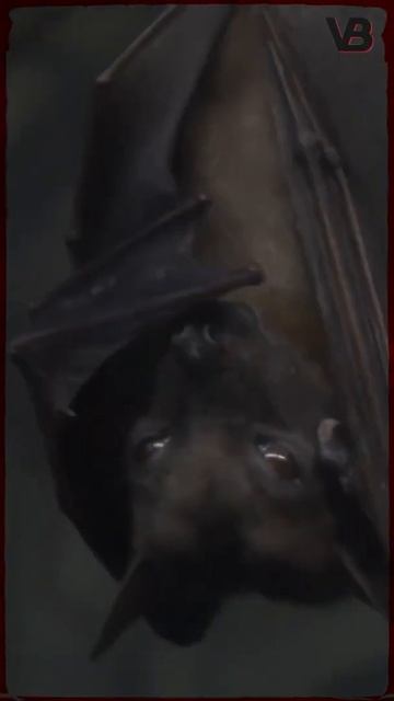 Bats Are Blind смотреть онлайн