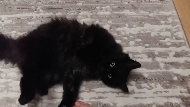 Спасение котенка. Спасение котенка подкидыша.Котенка выбросили на улицу.Нашли хозяев.