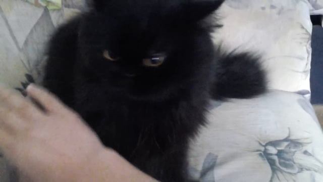 Злой и нежный кот